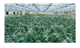 Cannabis operator deploys access control solution for 30 plus facilities