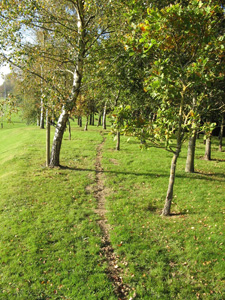 Animal path through forest