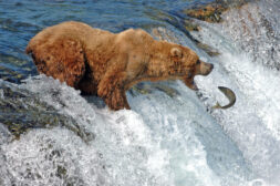 Katmai Brown Bear